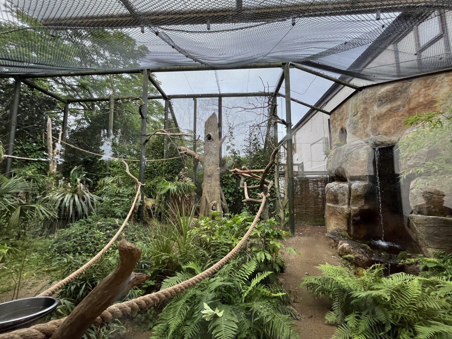 Great green macaw aviary 29.6.24