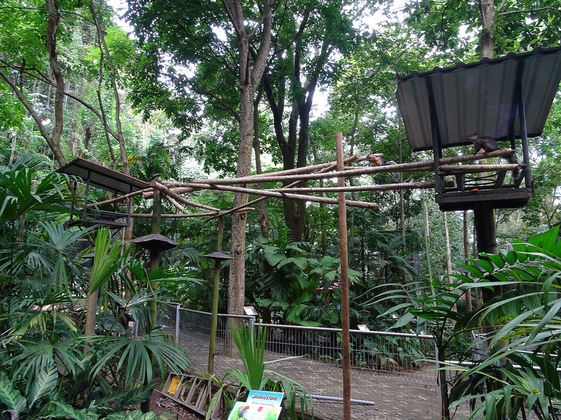 Great green macaw enclosure