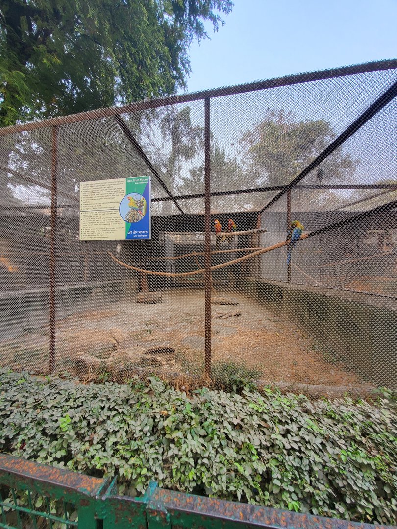 Great Green Macaw Exhibit - January 2023