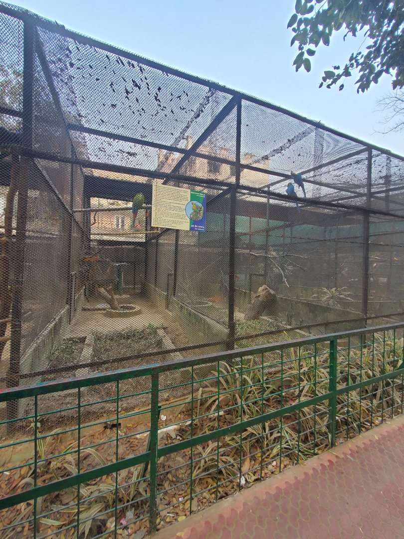 Great Green Macaw Exhibit - January 2023