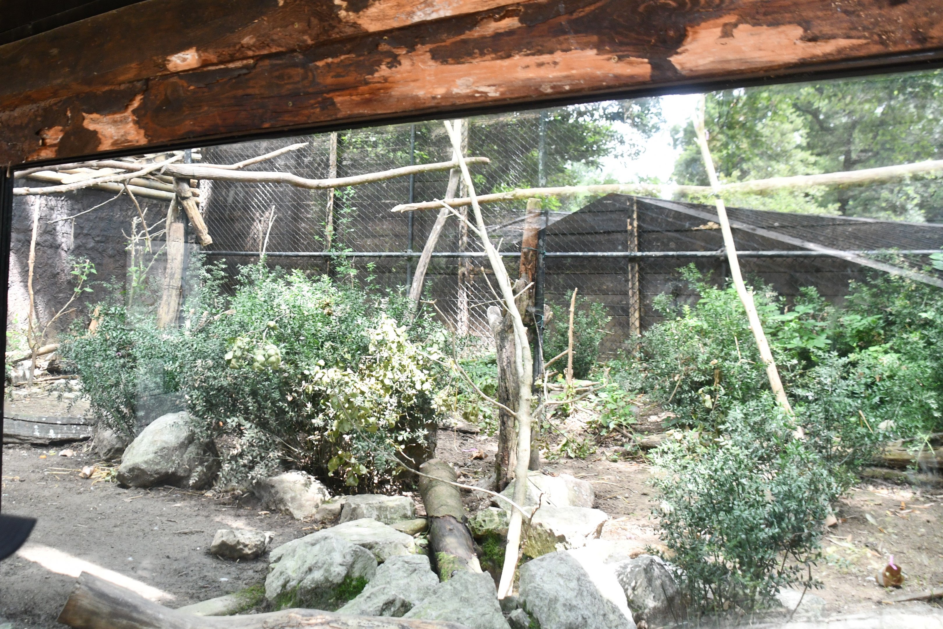 Great Green Macaw exhibit