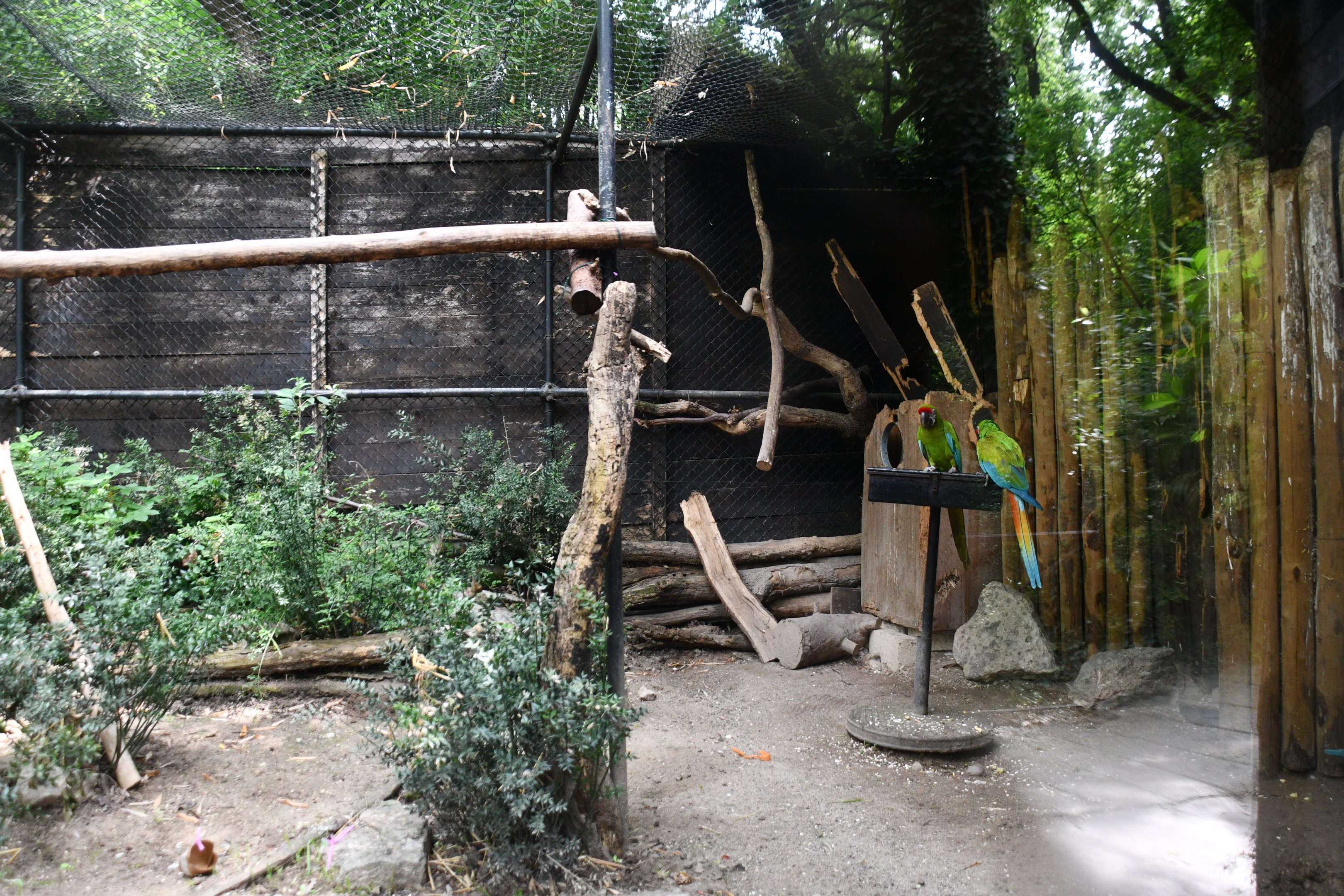 Great Green Macaw exhibit