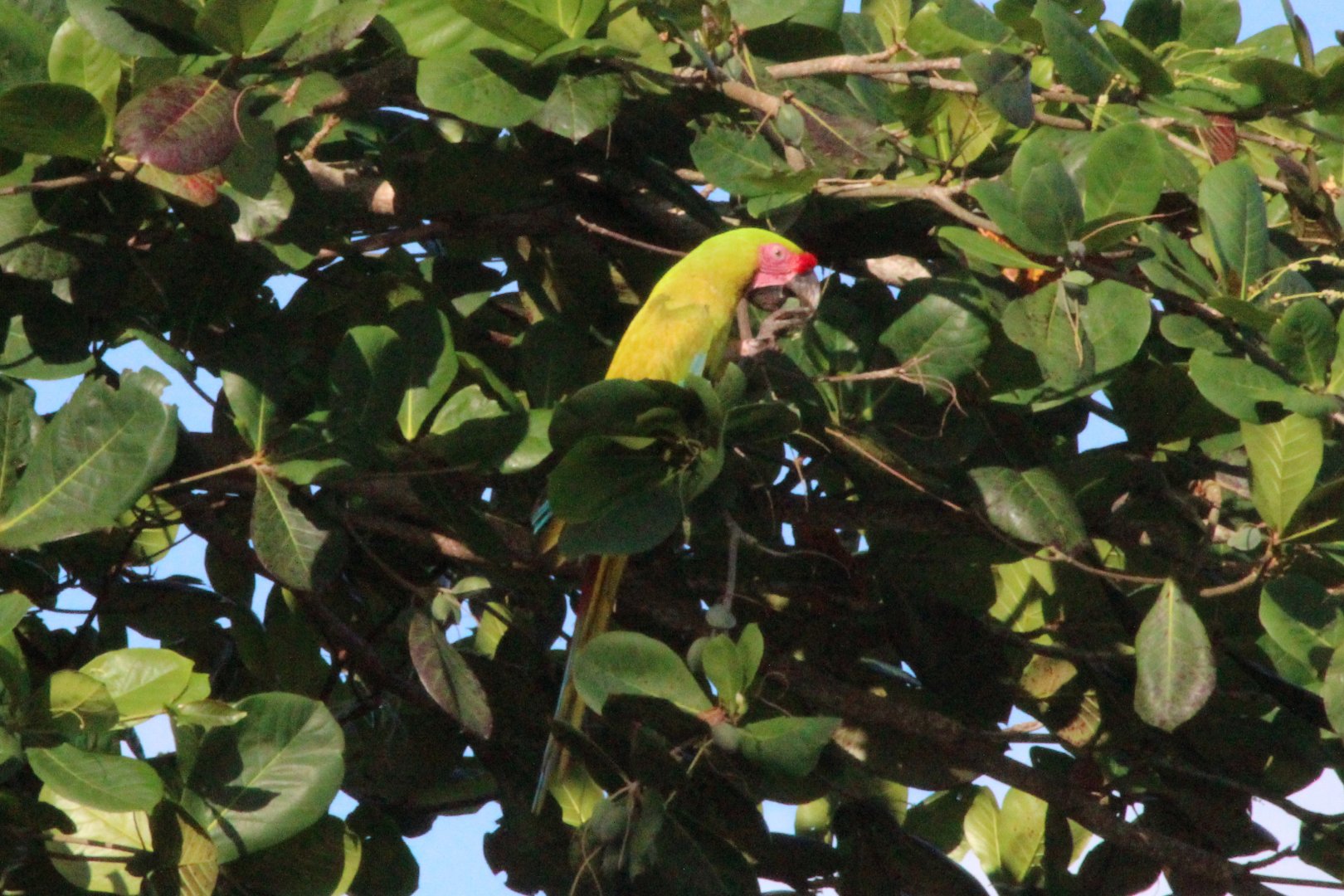 Great Green Macaw - Mar 2019