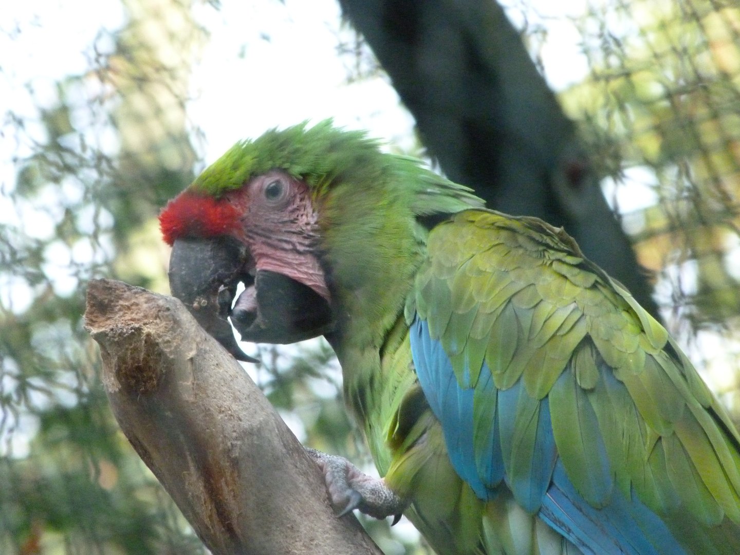 Great green macaw -Tierpark Berlin (2024)