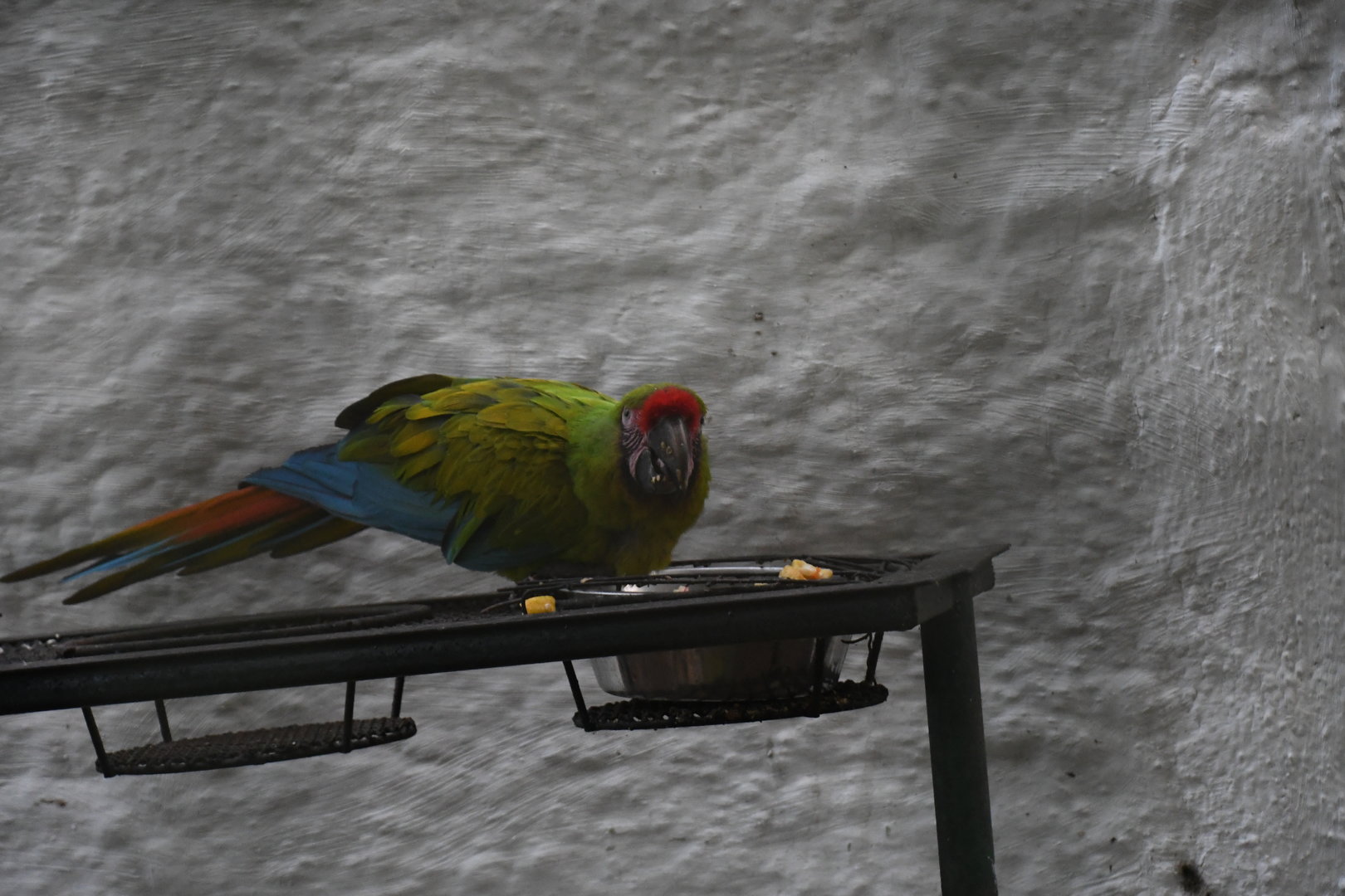 Great Green Macaw (Zoo Lourosa)