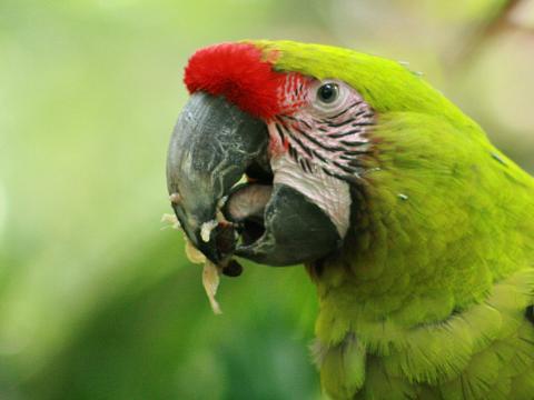 Great Green Macaw