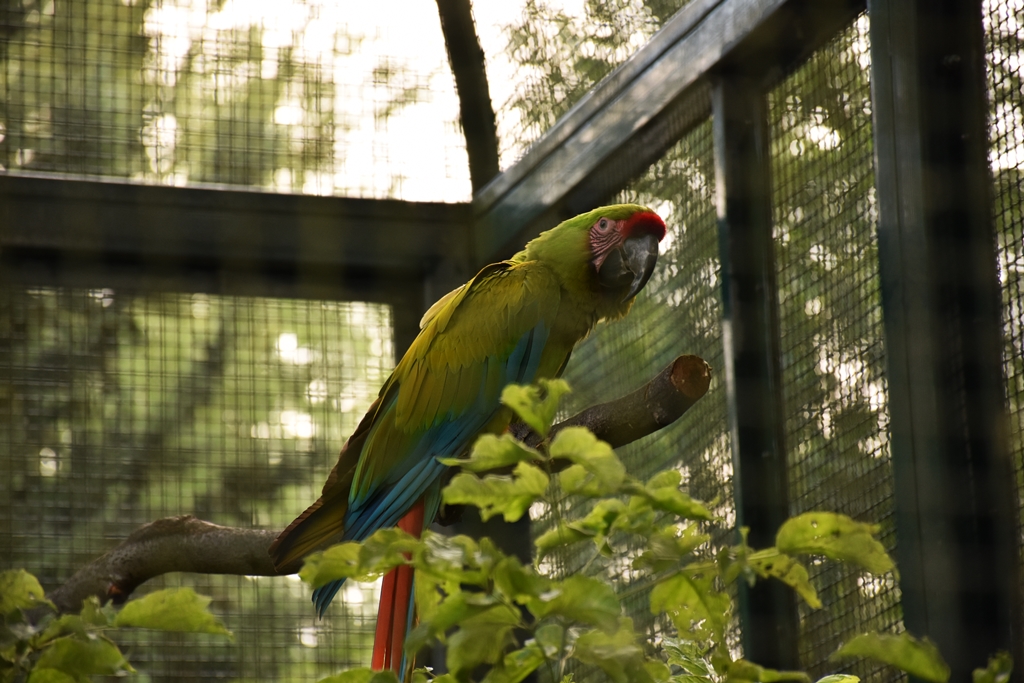 Great green macaw