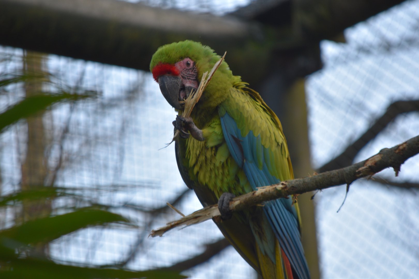 Great green macaw