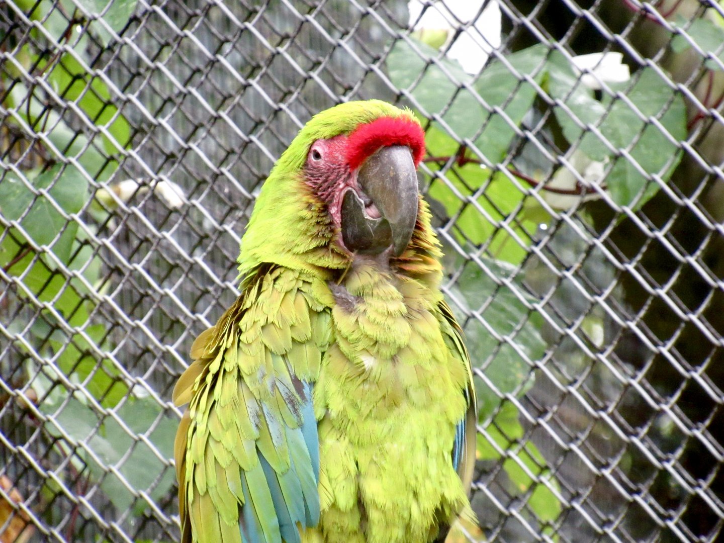 Great Green Macaw
