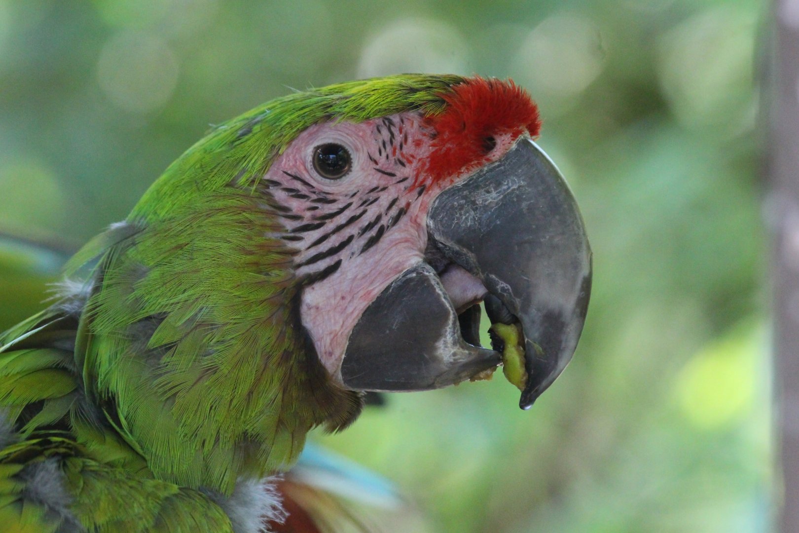 Great Green Macaw