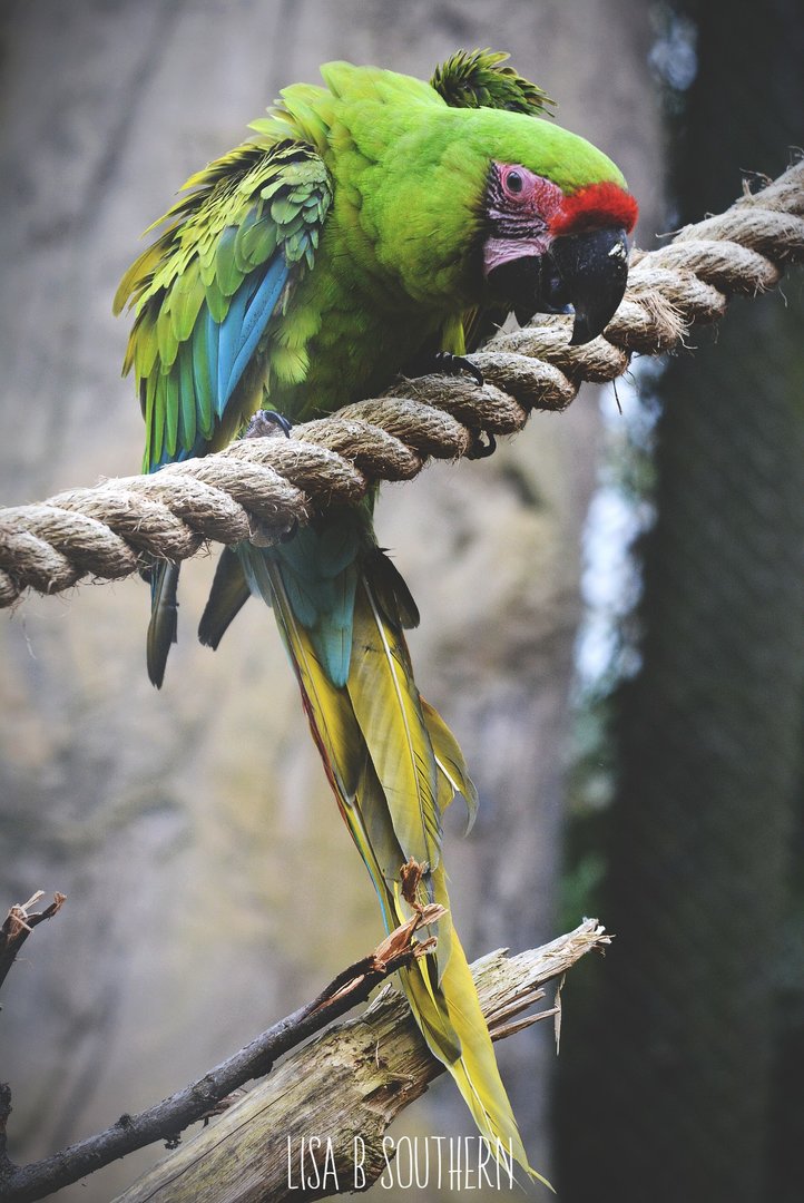 great green macaw