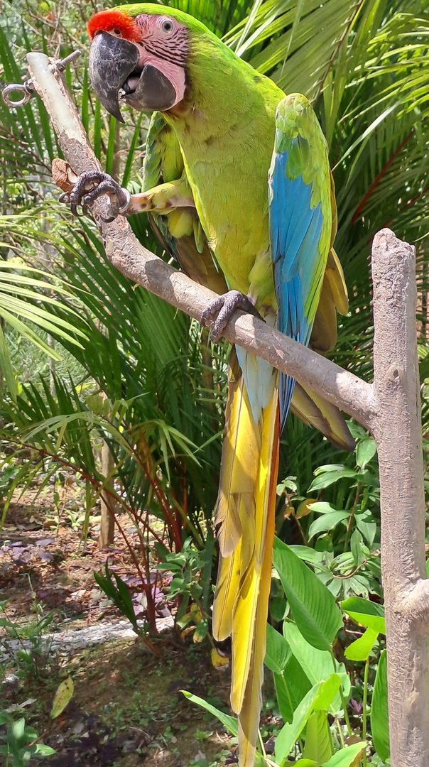Great green macaw