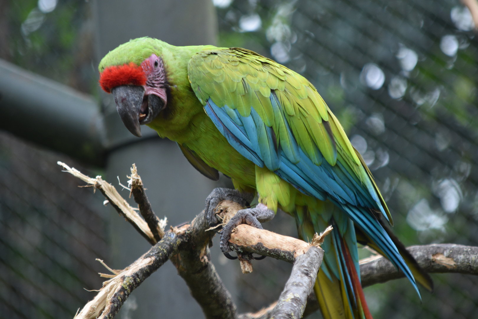 Great Green Macaw
