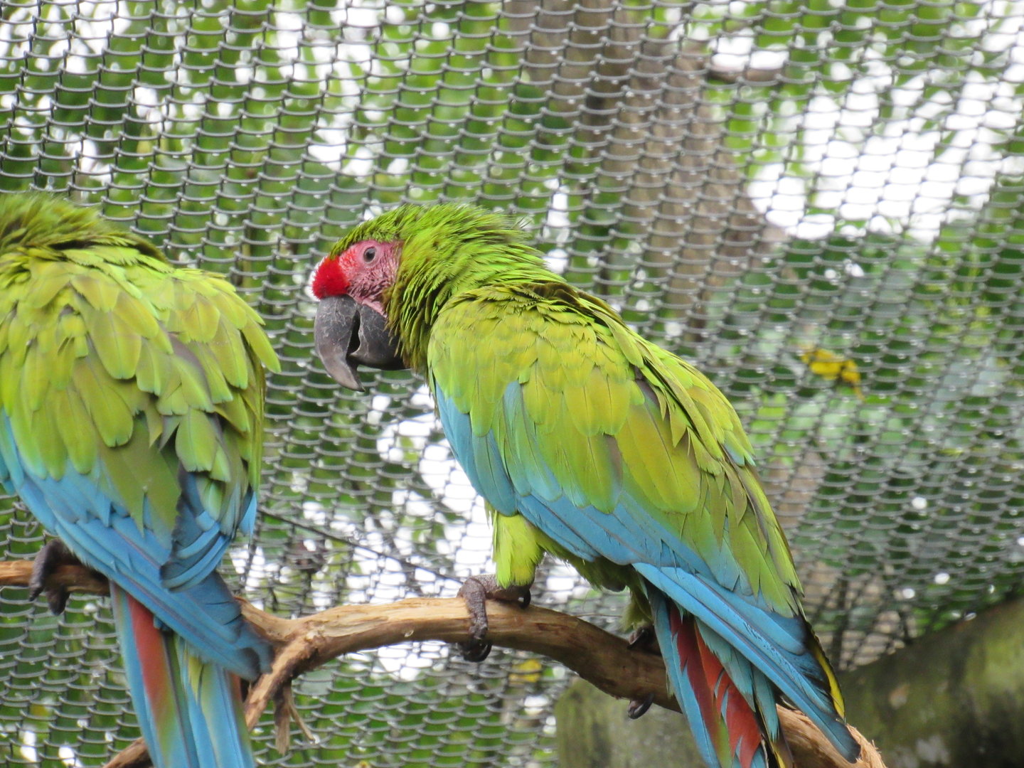 Great Green Macaw