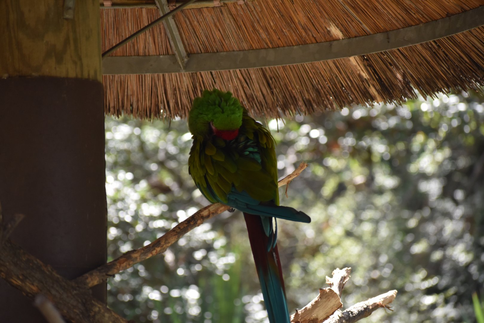 Great Green Macaw