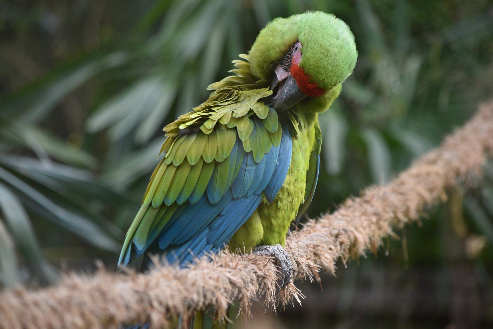Great green macaw