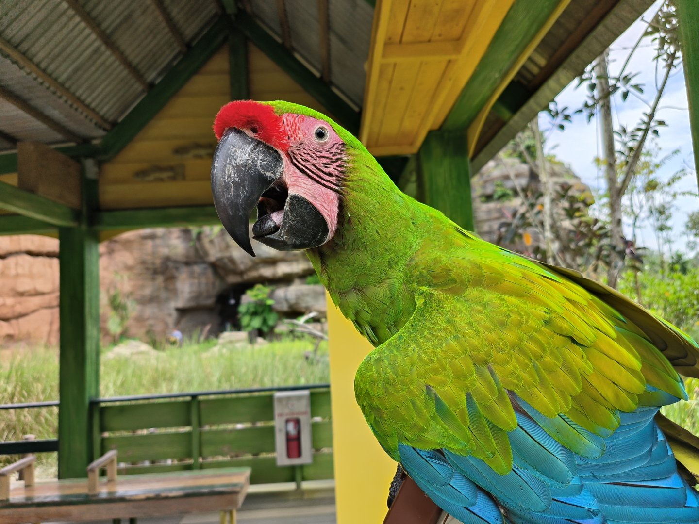 Great Green Macaw
