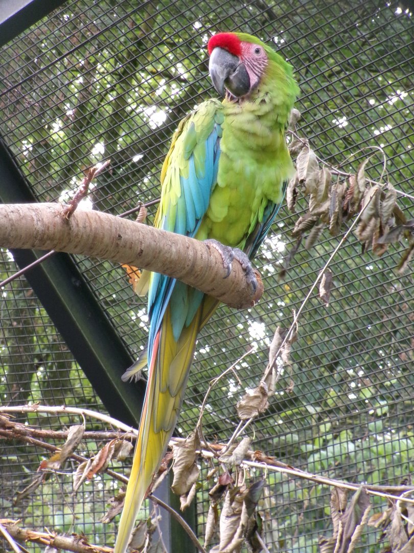 Great green macaw