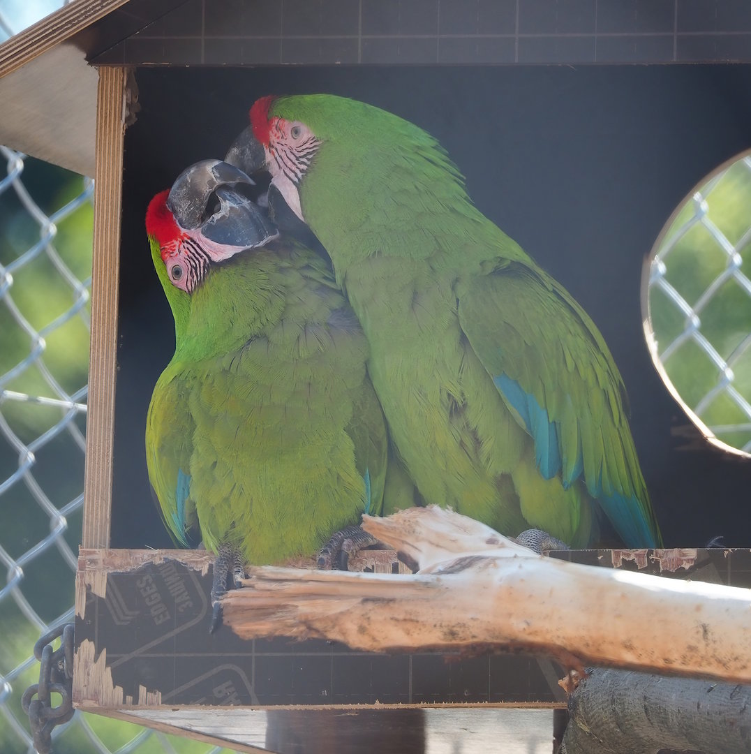 Great green macaws (Ara ambiguus), 2023-05-19