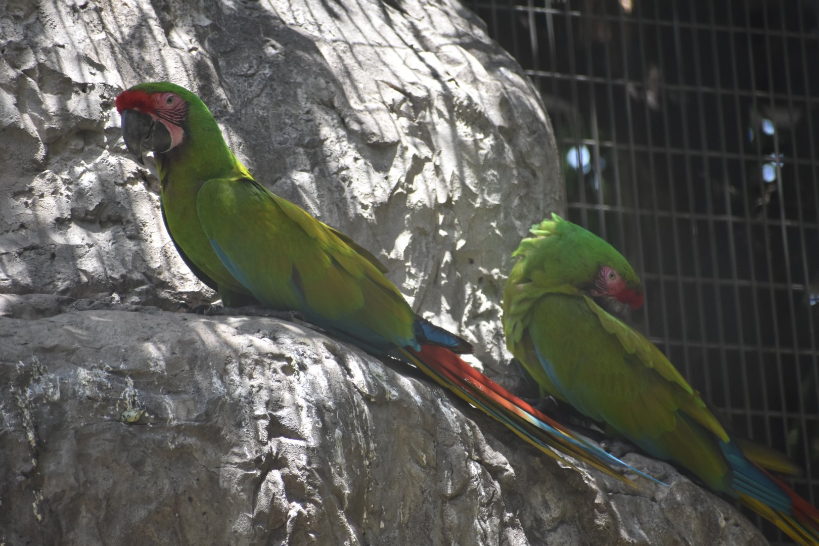 Great green macaws