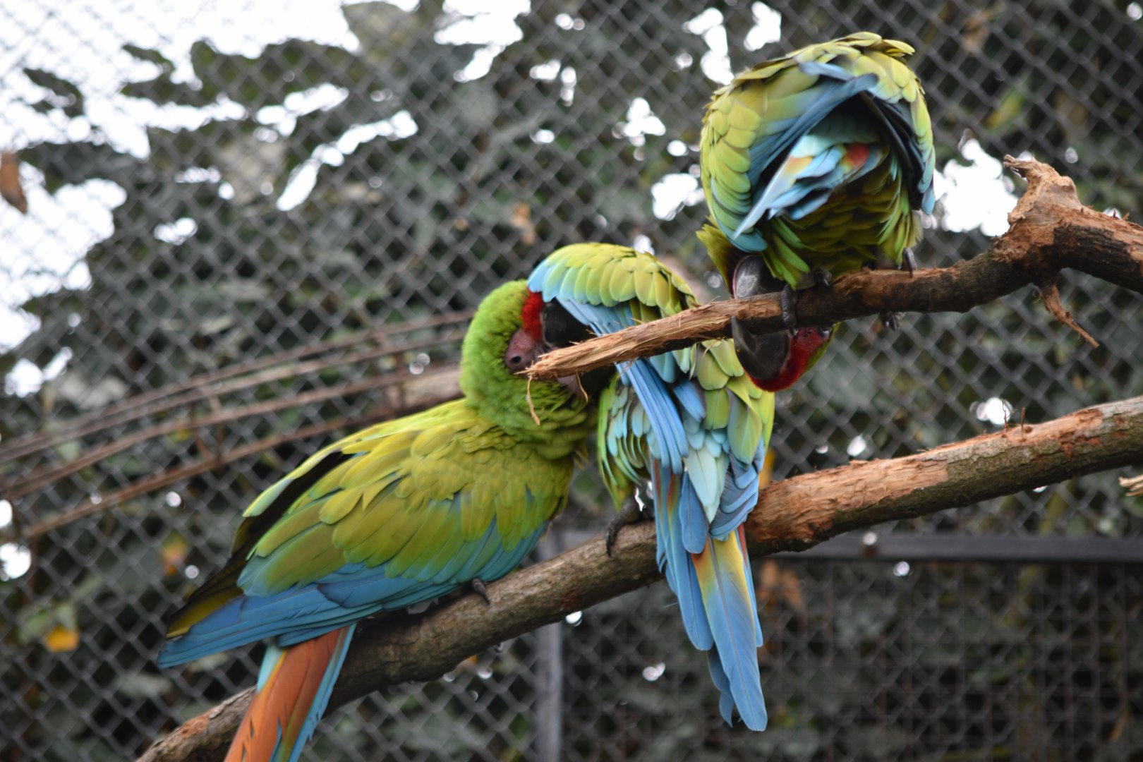 Great green macaws