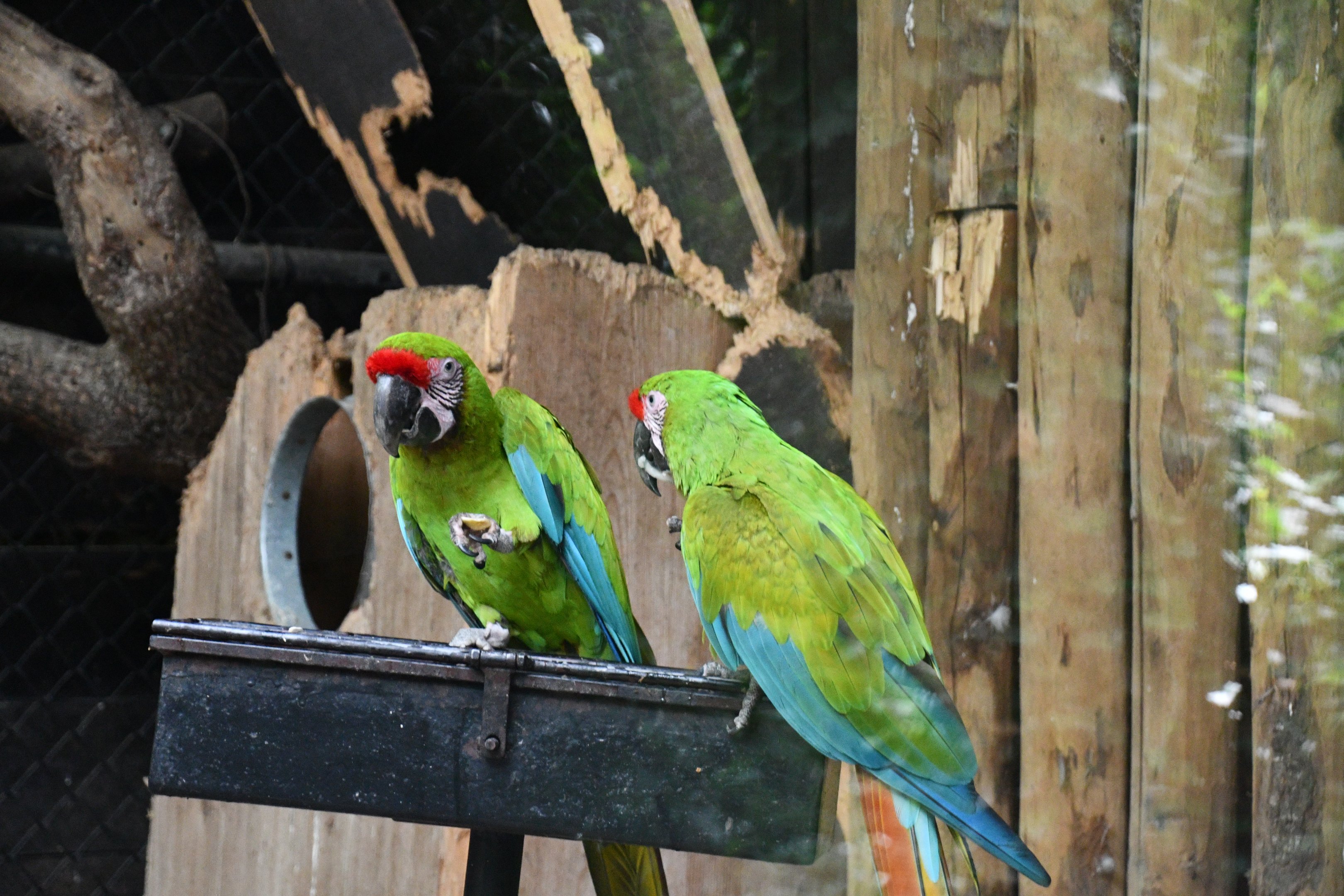 Great Green Macaws
