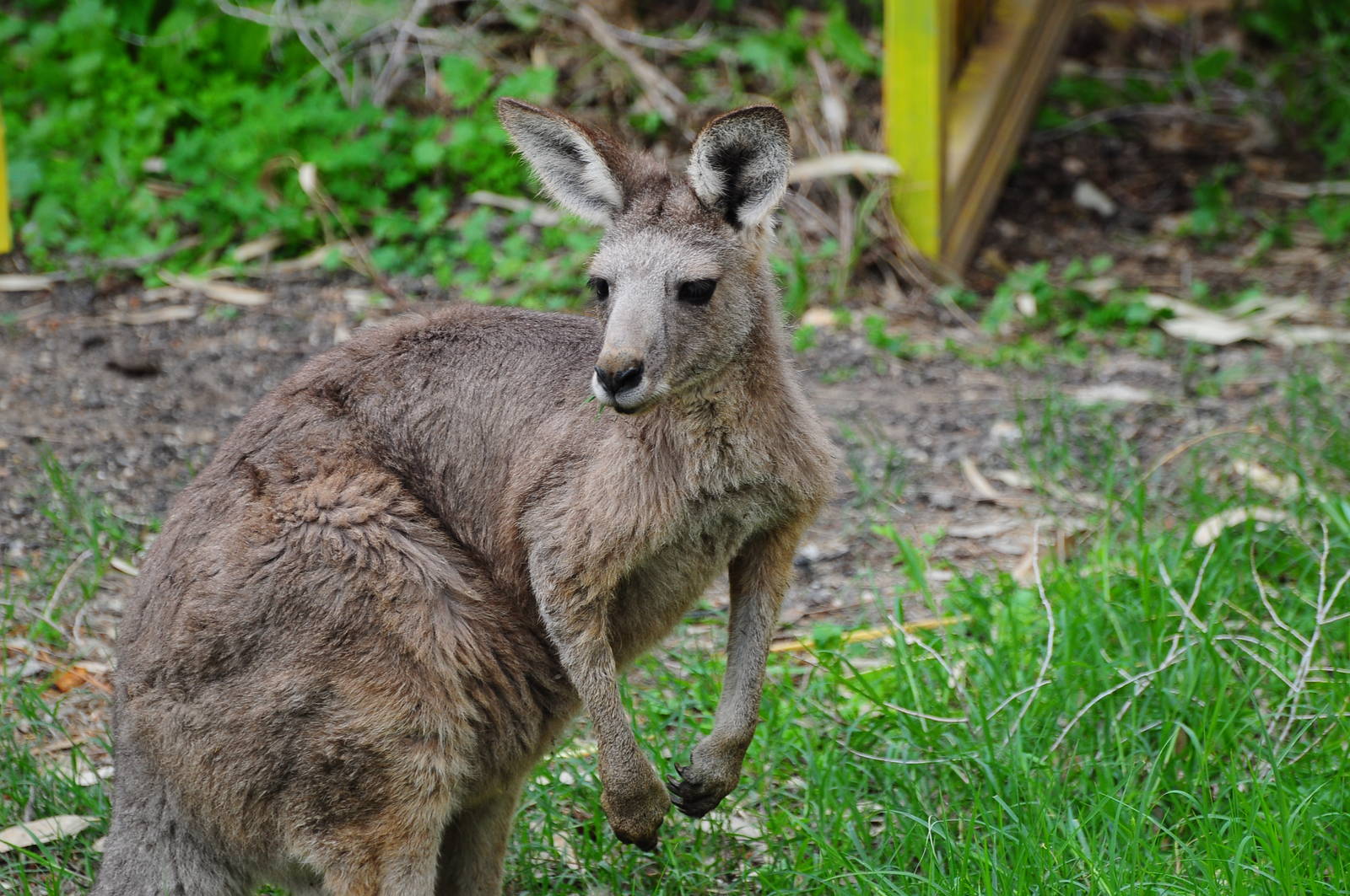 Great grey kangaroo/ Macropus giganteus
