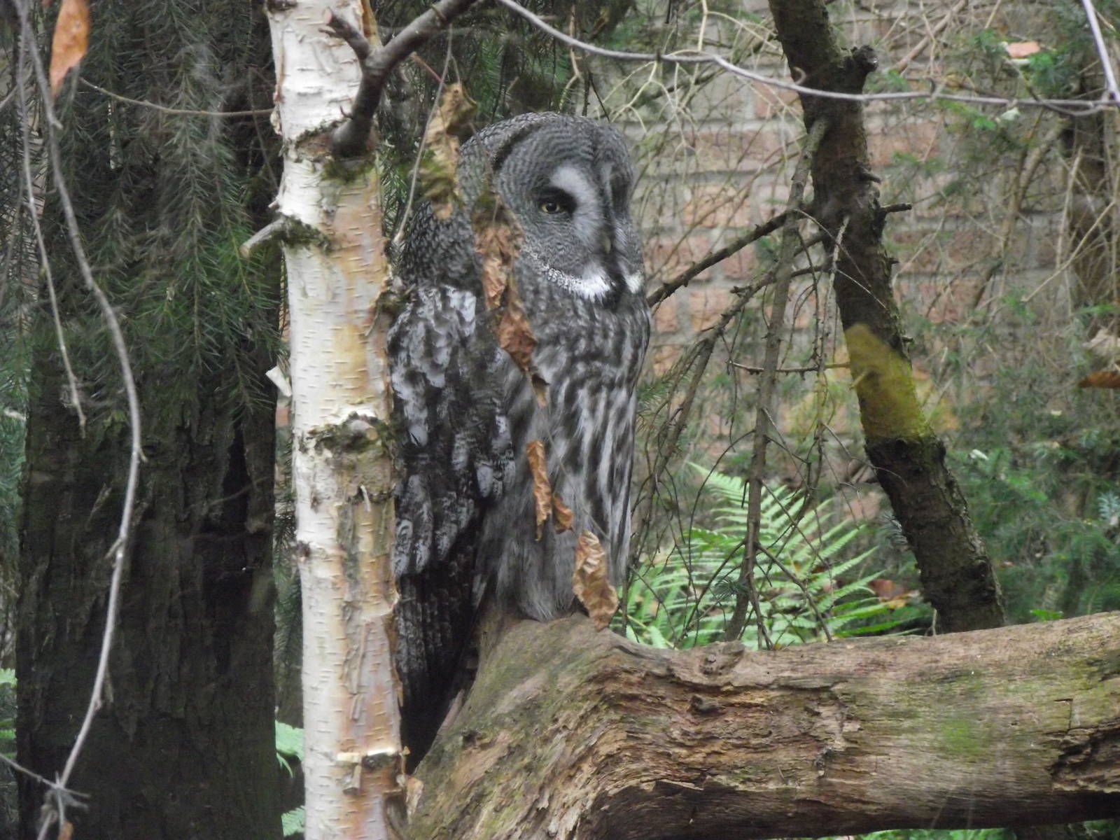 great grey owl 041211