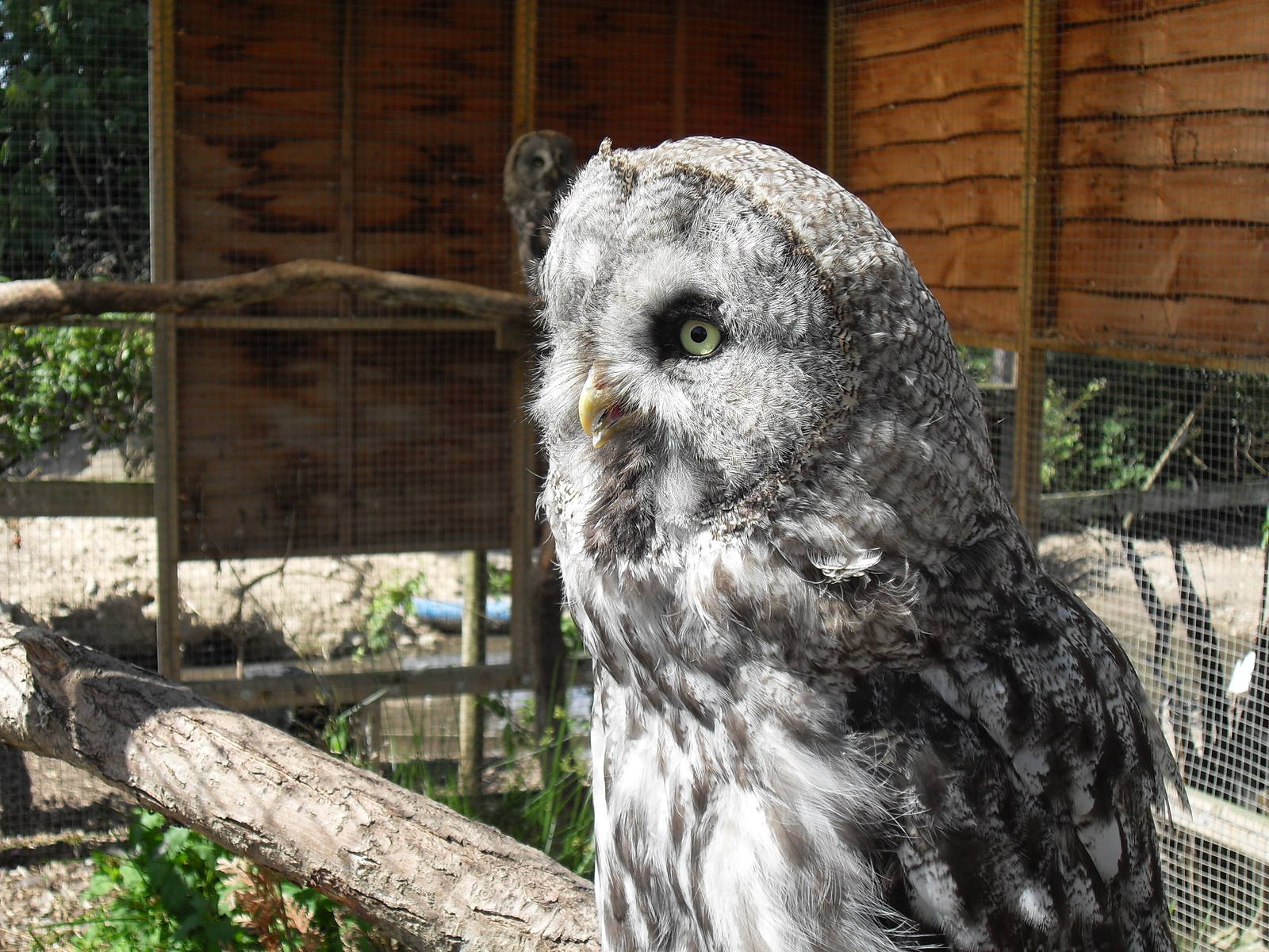 great grey owl 1 07/10