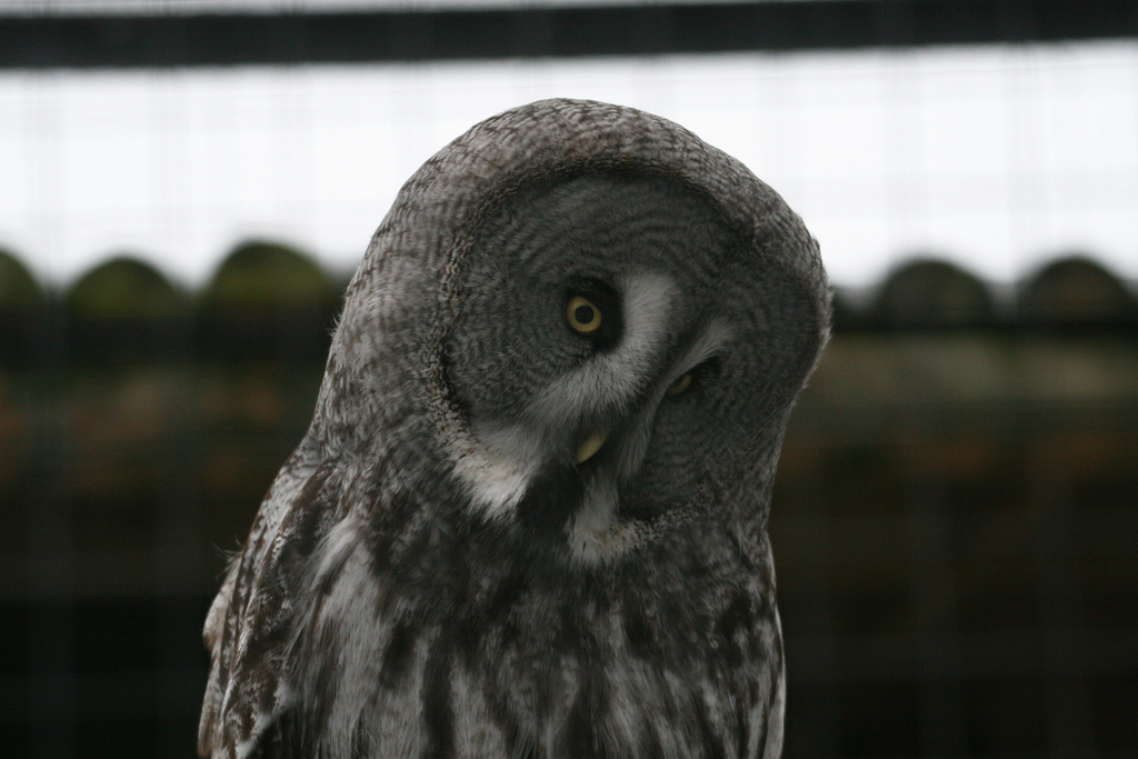Great Grey Owl #1