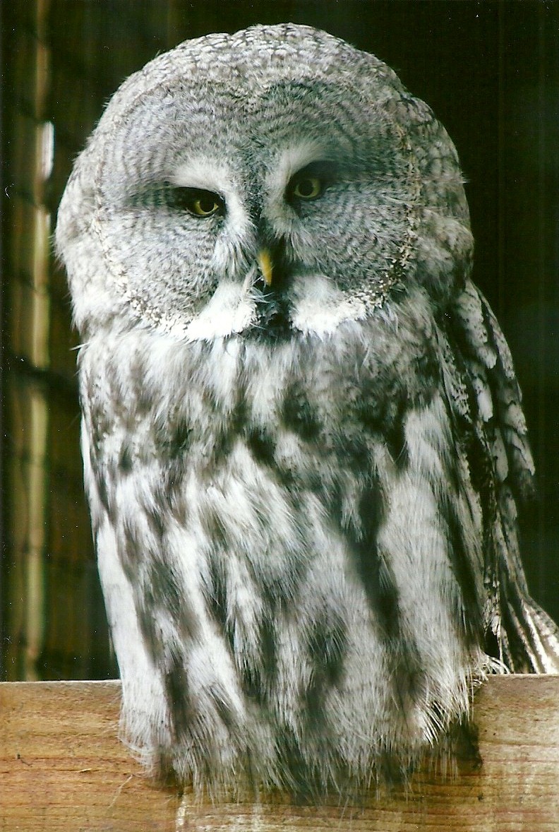 Great Grey Owl 11th September 2012