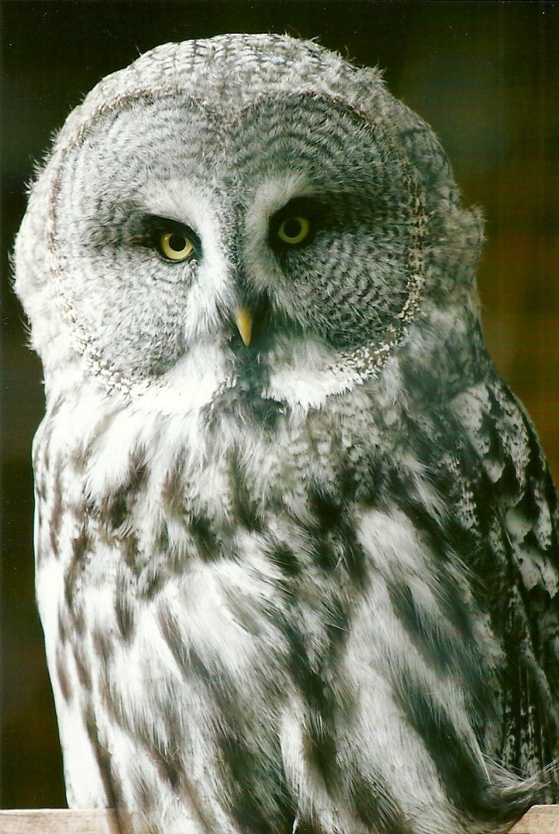 Great Grey Owl 11th September 2012