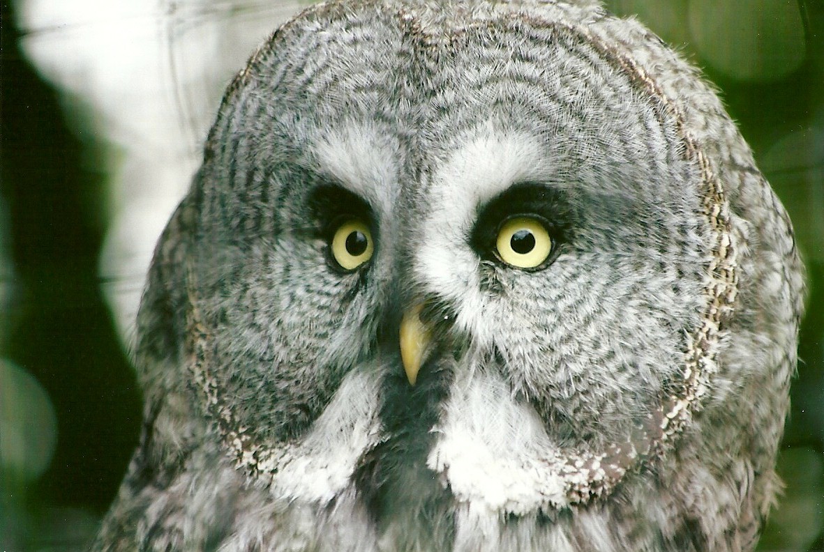 Great Grey Owl 11th September 2012