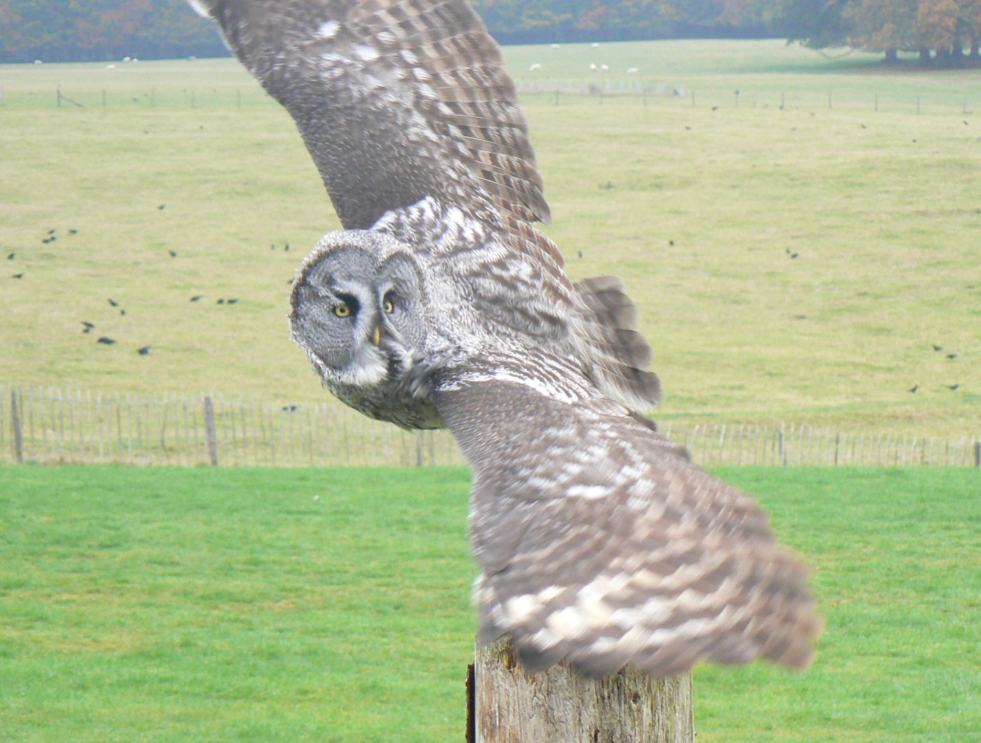 Great Grey Owl - 16 October 2018