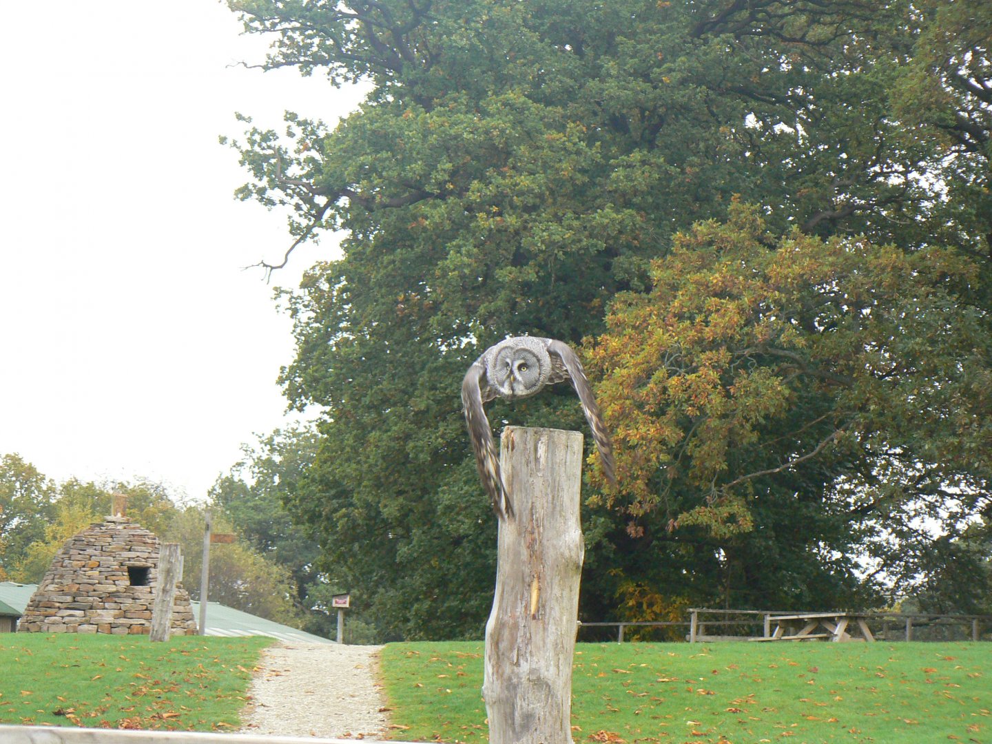 Great Grey Owl - 16 October 2018