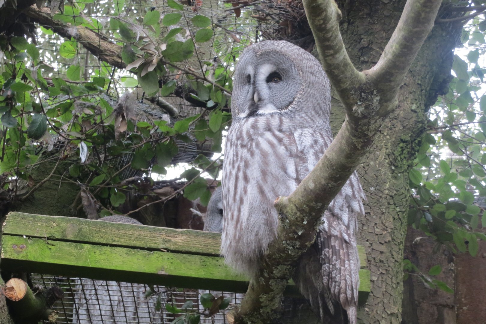 Great grey owl 190219