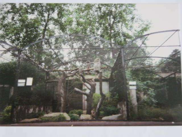 Great Grey Owl 1990.