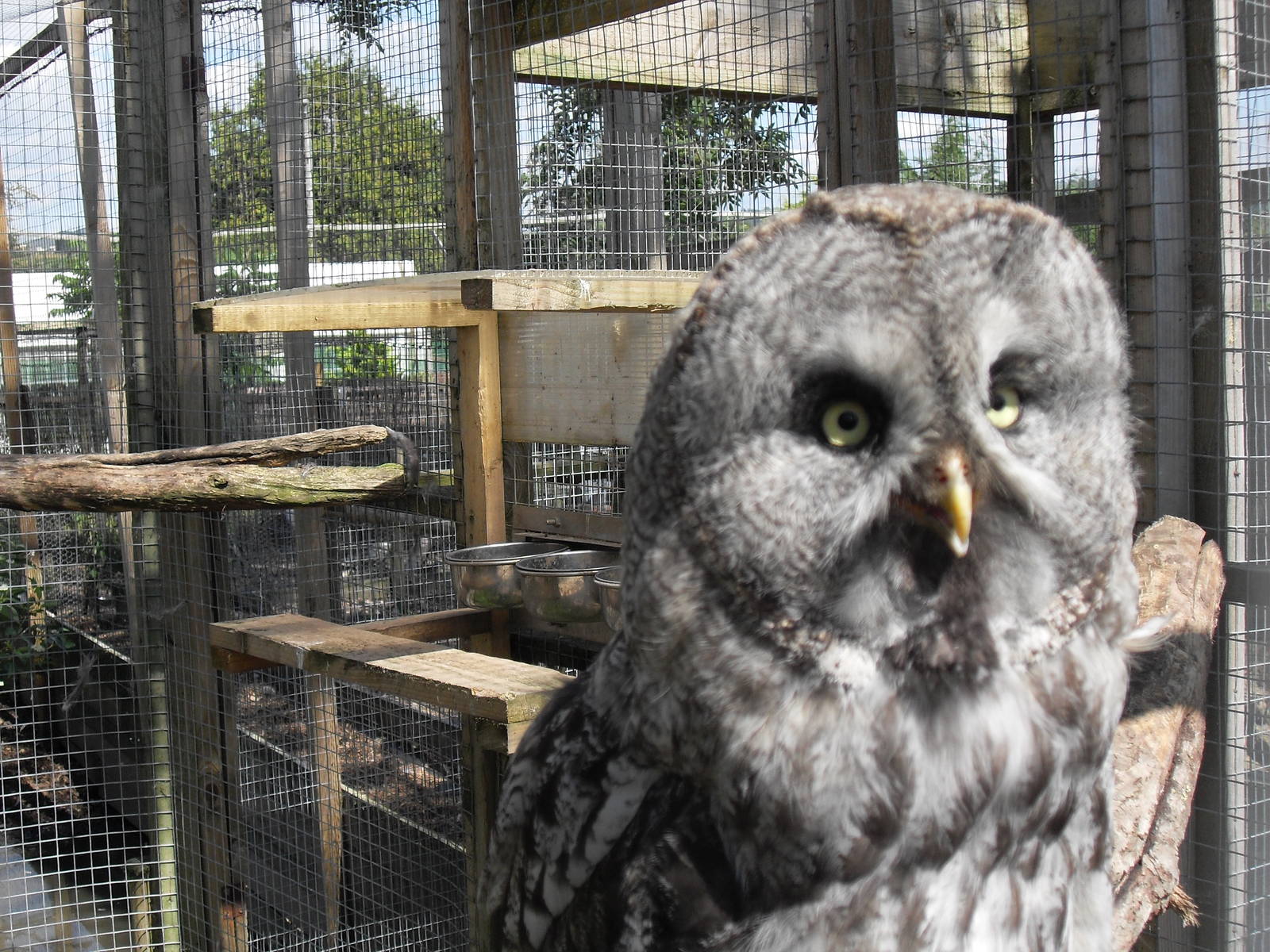 great grey owl 2 07/10
