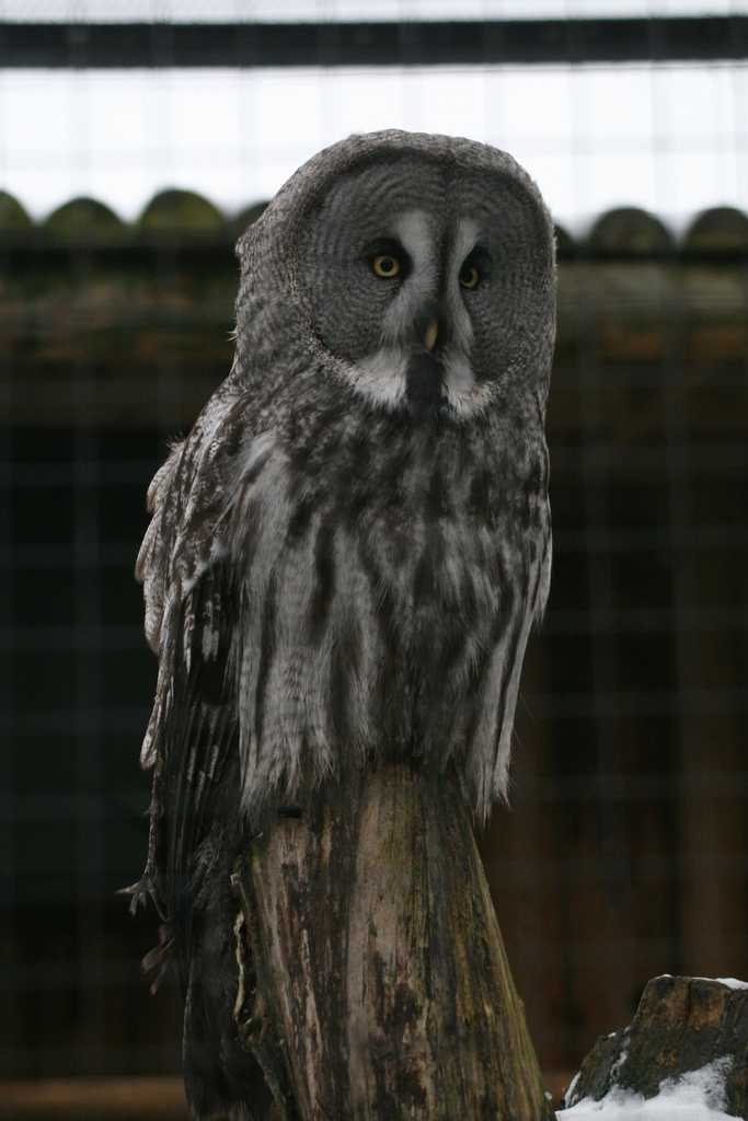 Great Grey Owl #2