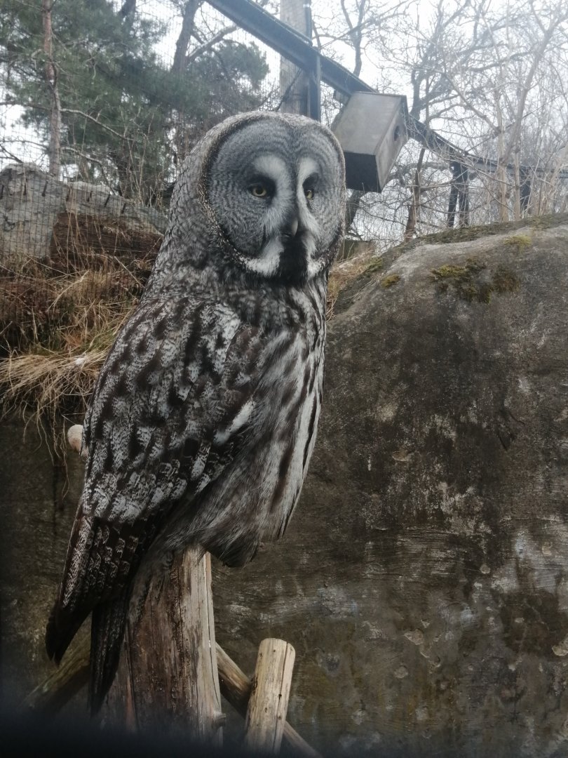 Great grey owl,2022-04-04