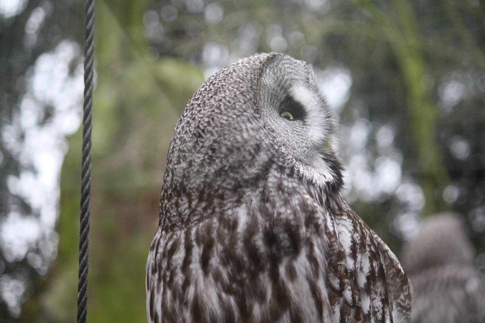 Great grey owl 24 Jan 2010