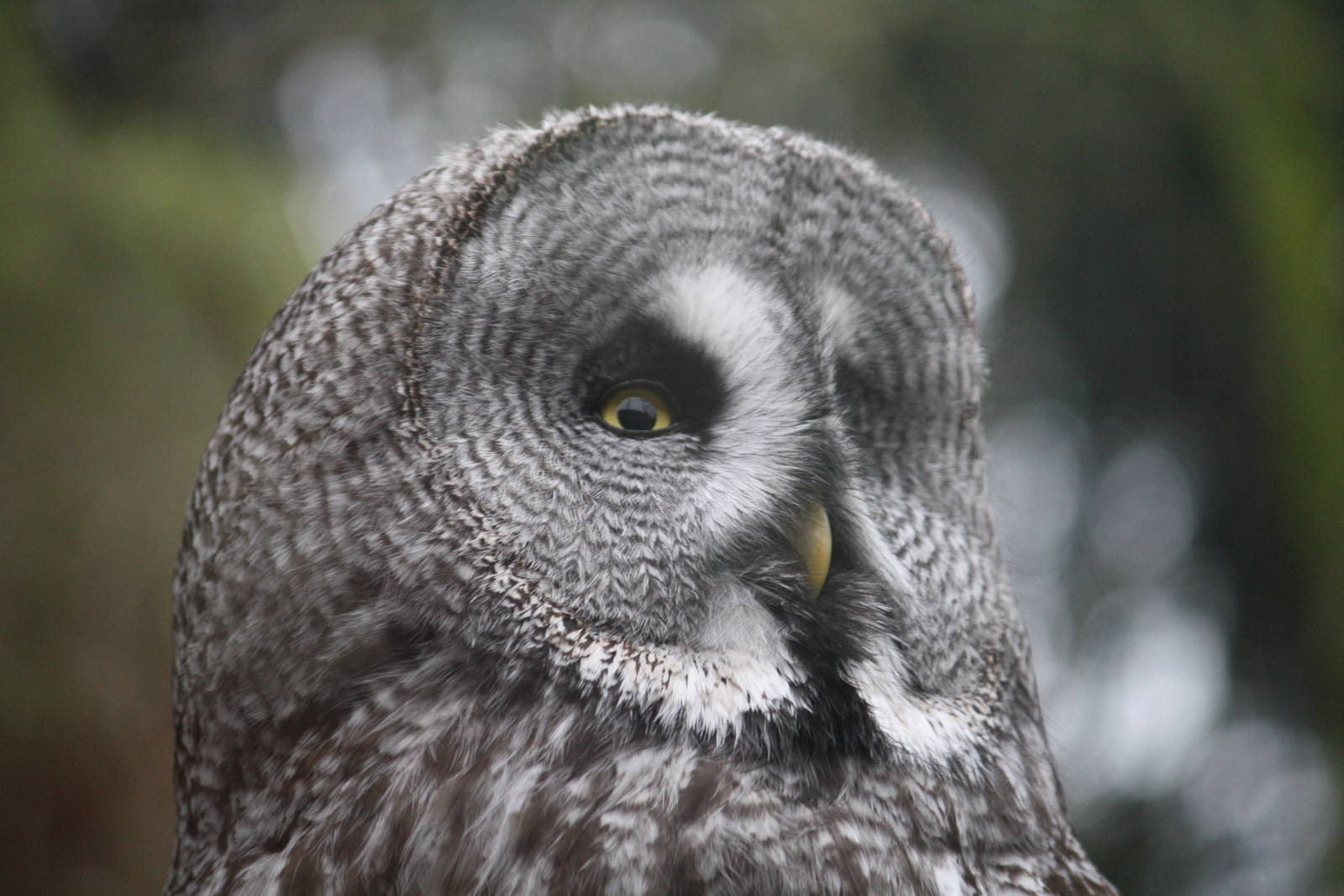 Great grey owl 24 Jan 2010