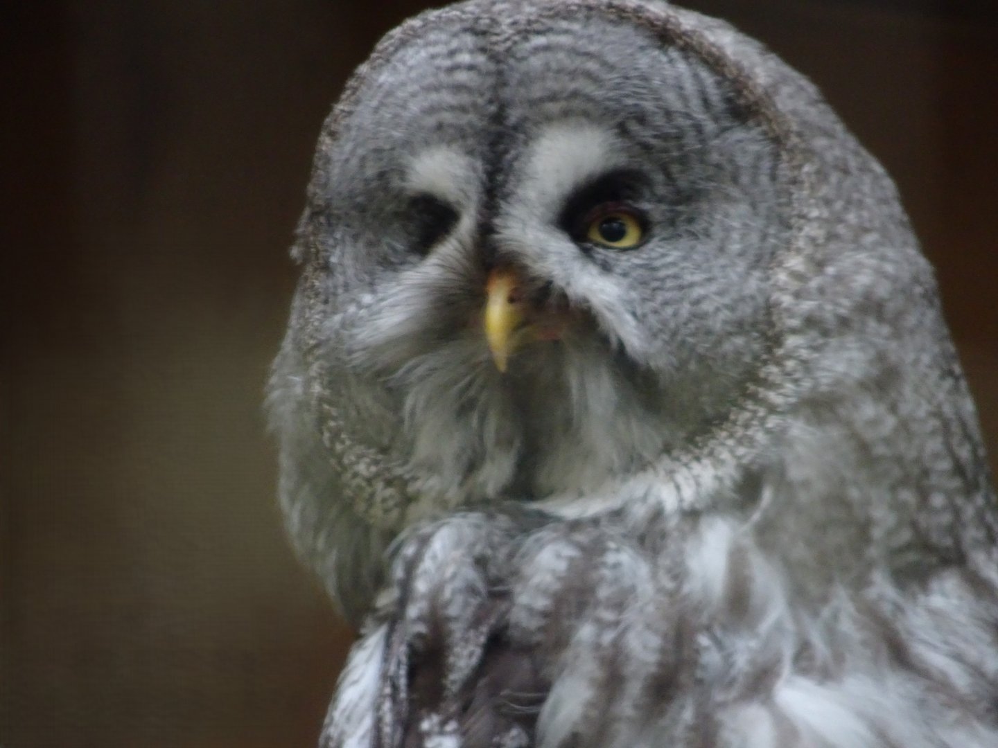 Great Grey Owl   25 May 2025