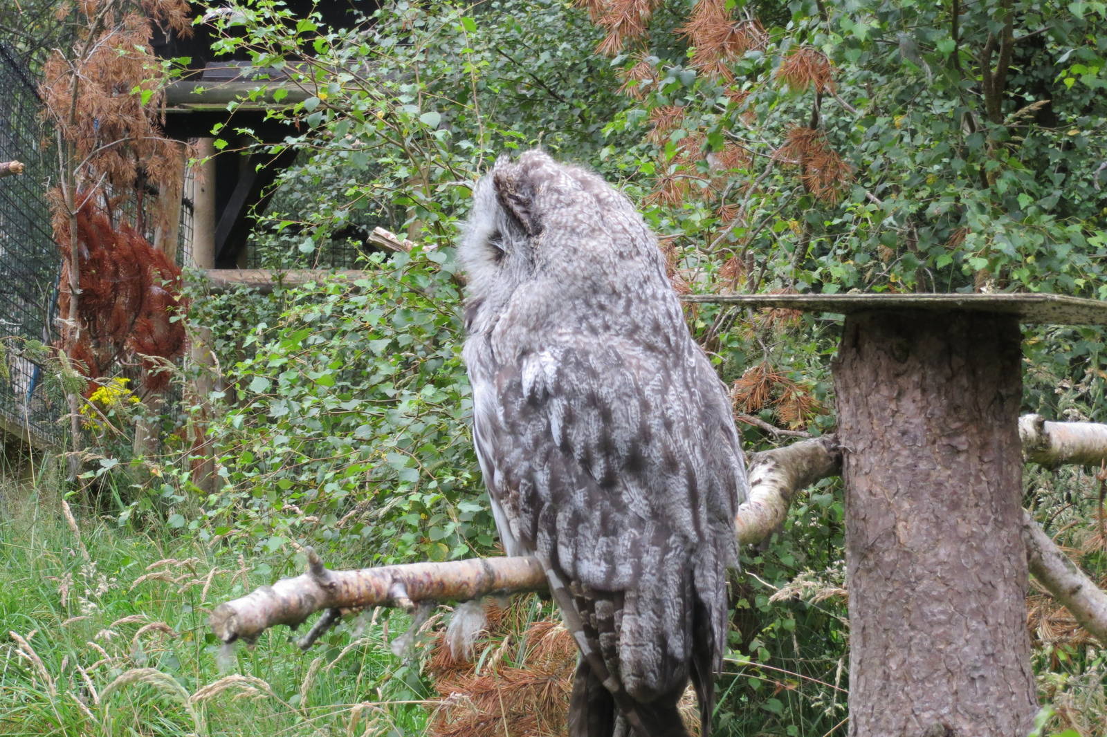 Great Grey Owl 250815