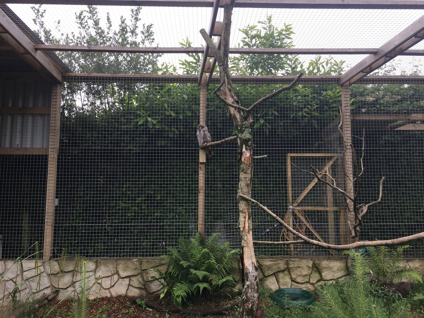 Great grey owl 300617