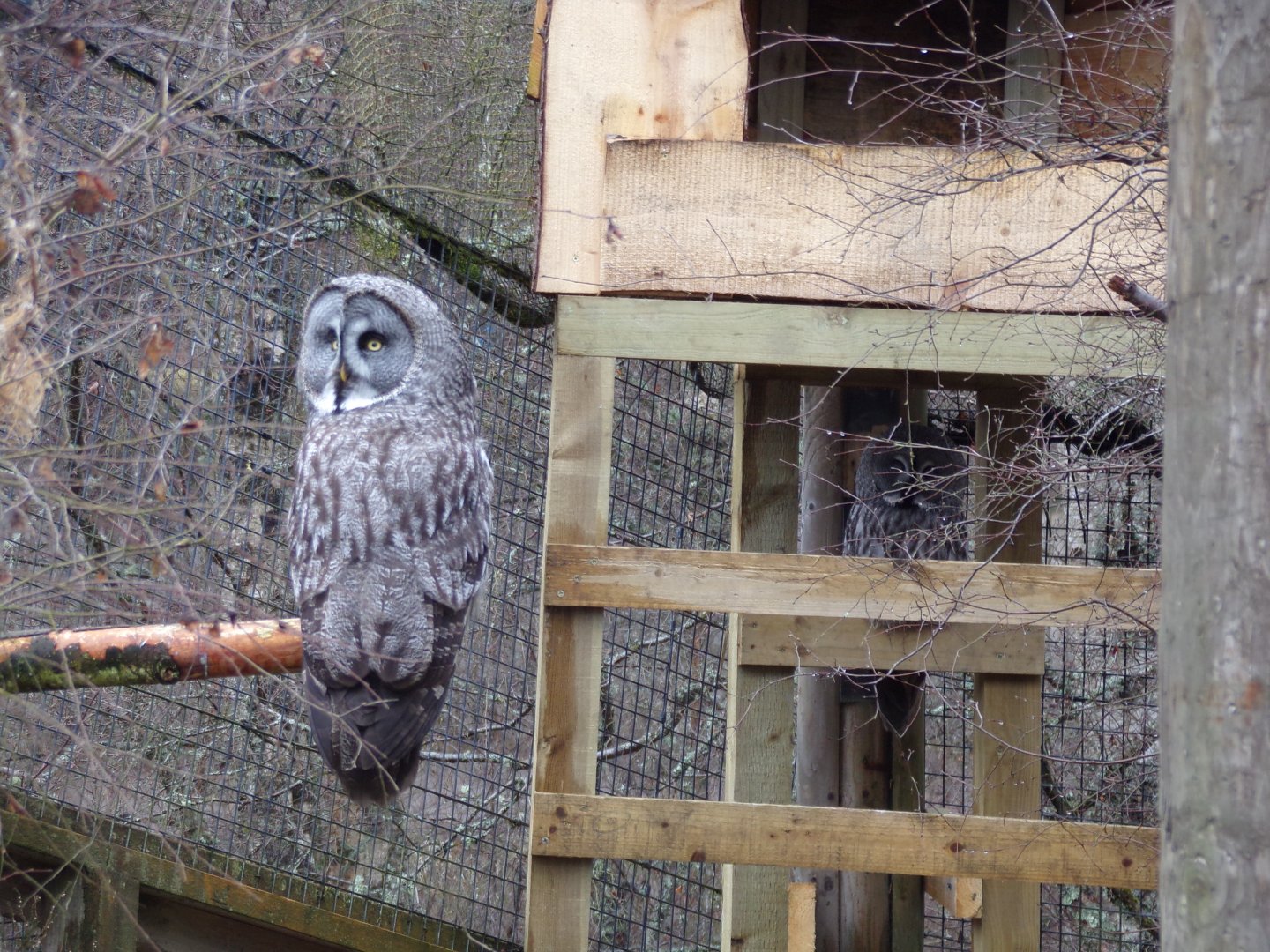 Great grey owl 5.4.24