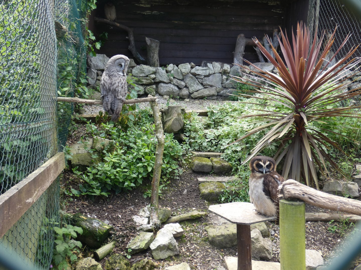 Great grey owl and Brown wood owl