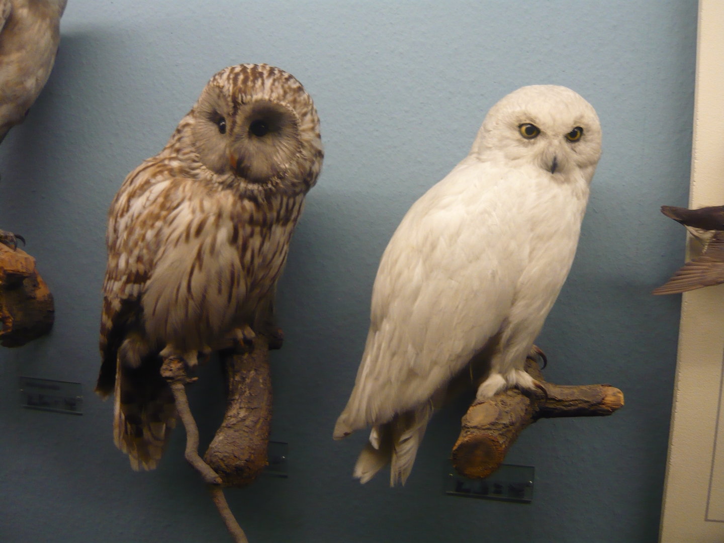 Great grey owl and snowy owl