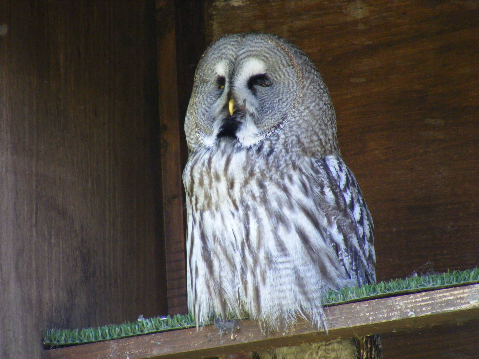 Great grey owl at Camperdown Wildlife Centre, 18 May 2010