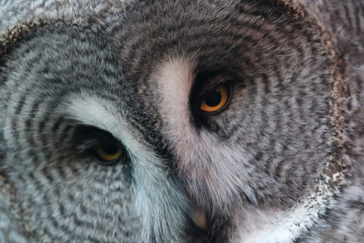 Great Grey Owl at Chester Zoo 27/10/18